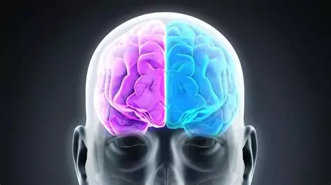 Droit et gauche de votre cerveau