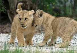 Felin