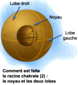 La racine chakrale