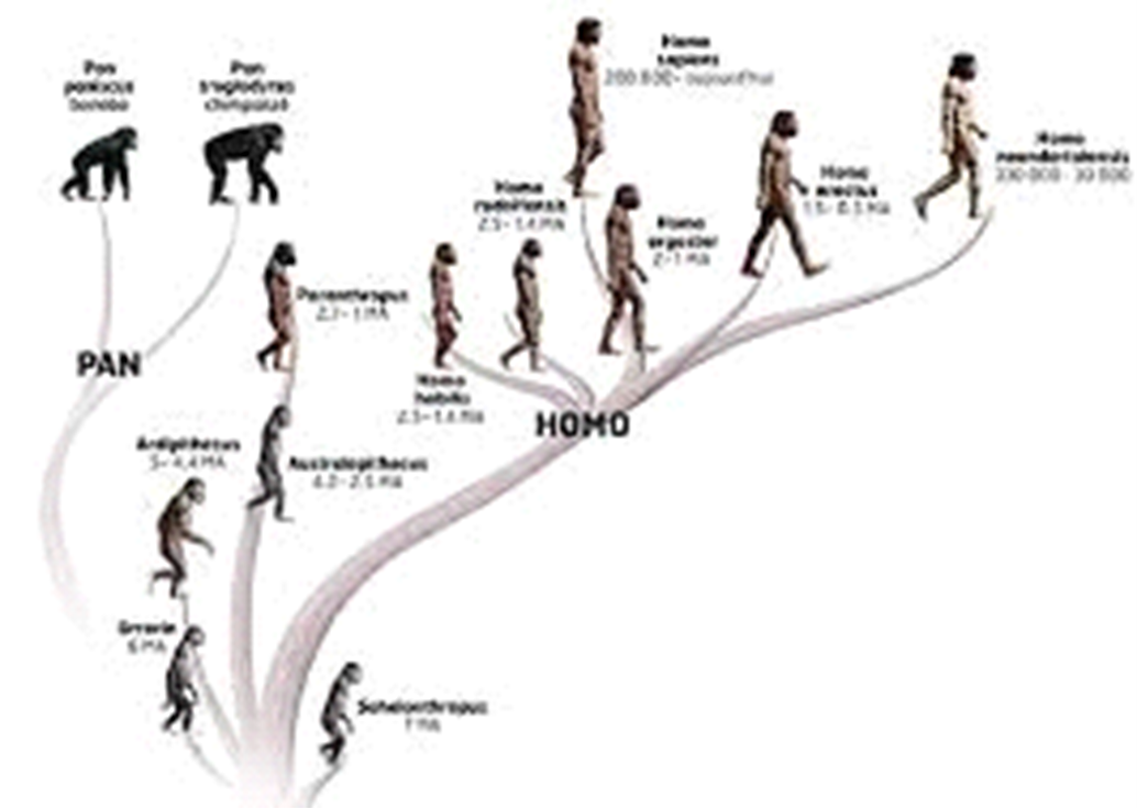 L evolution